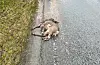 Mange rådyr blir påkøyrde i Sveio.