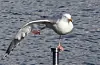 Ballettdansar på Skårøy, Austevoll.