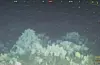 Eit to kilometer langt korallrev er oppdaga mellom Valevåg og Otterøya, midt i den djupe Bømlafjorden.