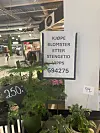 Vipps har gjort at det er lettvint å kjøpe med seg for eksempel planter etter stengjetid på dette kjøpesenteret. Foto Eli Strand NPK