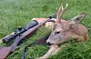 Sveio er ein av få kommunar som har jakt på rådyr i Hordaland (Vestland).