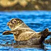 @anderswiig Met this nice fellow yesterday!Steinkobbe / Phoca vitulina #steinkobbe