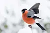 Dompap hadde eit godt år under hagefuglteljinga i fjor. Kva viser teljnga i 2025? Foto: Frode Falkenberg / BirdLife Norge