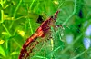 Krepsdyret Neocaridina davidi er ikkje funne i naturen enno, men forskarane ventar at det vil skje. Arten er svært vanleg i akvarium, og kan spreie seg ved at akvarium blir tømt i naturen. Arten er berar av ein sopp som fører til krepsepest og har 100 prosent døying hos smitta edelkreps. Er vurdert til å utgjere ein svært høg risiko.