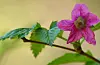 Prydbringebær (Rubus spectabilis) er også vurdert til å utgjere ein svært høg risiko.
