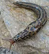 Boakjølsnegl (Limax maximus) blei første gong rapportert i Noreg i 1870. No er arten vanleg i naturen i låglandet og langs kysten, fordi han i hovudsak spreier seg gjennom hageavfall og jord. Arten er vurdert til å utgjere svært høg risiko for den norske naturen.