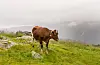I Vestland fylke, som for eksempel her på Voss, er det litt leggare enn elles i landet å finna avløysarar.