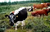 Forskarane vil kome nærmare svaret på kor mykje jodtilskot i kraftfôret som kan bli redusert utan at det går ut over jodinnhaldet i mjølk. Foto: Inger Robøle Kristiansen / NPK
