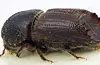 Stor granborkbille (Ips typographus) er per i dag det viktigaste skadedyret på gran i Norden.