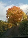 Flotte haustfargar på Vassli.