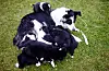 Border collie hund omringa av kvalpane sine, som ser veldig like ut. Men ny forsking stadfestar det alle hundeeigarar veit: kvar hund er ulik. Den nye studien viser at mange av dei populære stereotypiane om åtferda til spesifikke rasar ikkje blir støtta av vitskapen. Foto: Kyrre Lien / NTB / NPK