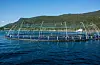 Bremnes Seashore har oppdrettsanlegg fleire stader i Sunnhordland. Bildet viser anlegget ved Loddetå i Ålfjorden. Foto: Ellen Marie Hagevik