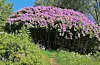Kjemperododendronen på Vikse vekkjer oppsikt når det blomstrar.