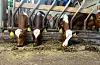 Ku. Kyr. Mjølkekyr. Fjøs. Kalv. NB: Ingen restriksjonar på bruk, uavhengig av korleis biletet er merka. Foto: Heidi Molstad Andresen / NPK