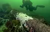 Nyleg fann ein for første gong den uønskte arten hamnespy fleire stadar nord for Sognefjorden. Framleis har ein ingen effektiv måte å bli kvitt arten på, men havforskarane håpar at naturen sjølv etter kvart vil slå tilbake. FOTO: RUDOLF SVENSEN / HAVFORSKINGSINSTITUTTET