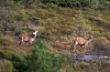 Hjortebukkar i Sveio.ARKIVFOTO: KAARE GAARDER