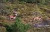 Hjortebukkar i Sveio.ARKIVFOTO: KAARE GAARDER
