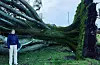 Det må ha vore sterke kreftar i sving då den meir enn 100 år gamle og nesten 30 meter høge storgrana på Haugane i Auklandshamn gjekk i bakken.FOTO: @auhoe