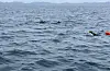 Årets Swim Trim, ein nesten seks kilometer lang symjetur frå Bømlo til Auklandshamn, vert gjennomført den 16. juli. FOTO: PRIVAT