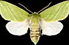 Raudfrynsa båtfly.