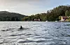 Ryggfinnen tydeleg over vassflata rett forut.