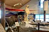 Grønland-utstilling på Ishavsmuseet på Brandal. Moskusstammen som i dag held til på Dovre, vart henta til Noreg av norske fangstfolk.