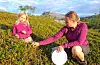 Kona til Alexander, Kristin og dottera Lilje Olava (5) på bærtur.