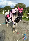 Gymkhana er ei bane med ulike oppgåver som hest og ryttar skal meistra, og for dei eldste er det ein ekstra premie for den som klarar det på kortast mogleg tid.