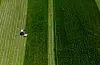 Stange 20230615. En traktor med slåmaskin holder på med slått på et Den norske geografien er dramatisk og ulik. Landbruksministeren meiner at det er viktig at gardsbruk i distrikta framleis skal vere i drift. Her frå ein frodig slått.