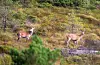 Viltnemnda ønskjer ein høgare fellingsprosent når hjortejakta startar til hausten.