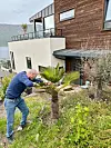 Ein Wagnerianus og eit nyplanta oliventre som nett har mista alle blada. Sindre satsar på at det kjem seg i sommar. Foto: Heidi Molstad Andresen / NPK