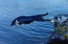 Border collien Måne stupte ut i Mjånestjødno i Auklandshamn sist veke då sola varma litt.