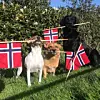@hundane_paa_heimly Gratulera med dagen!! 🇳🇴🥳 #vestavindsveio