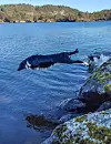 Friskusen Måne i farta.