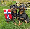 @mini_rottie #17mai #vestavindsveio