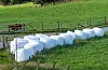 Rundballar på rekke og rad skal sikra dyra fôr til vinteren. Men mange bønder er usikre på kvaliteten og redde for at dei må supplerea med meir kostbart kraftfôr.FOTO: EINAR VESTVIK