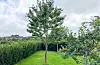 Treet i hagen min er no nærare fire meter høgt. Stammen har vorte tjukk, og det blomstrar flott om våren. Dei fire siste åra har det bygd eit sterkt fundament for vidare vekst og utvikling, skriv Kristian Haaland.
