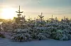 Det er mykje tre i norsk skog. Her frå dyrking av juletre. Illustrasjonsfoto.