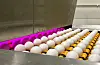 Egga blir gjennomlyste med strobelys