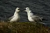 Eissturmvogel - IS_Hrísey 2018_05_30 (26).JPG Foto: Nina Dehnhard NPK