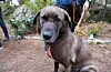 Også hunden Izzy er med. Foto: Gunnhild Lønning