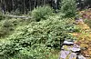 Det veks over på kolerakyrkjegarden i Leirvåg, nord i Sveio.