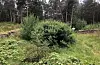 Det veks over på kolerakyrkjegarden i Leirvåg, nord i Sveio.
