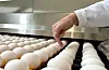 Frå januar til oktober 2023 vart det samla vege inn 55.511 tonn egg Noreg. Det var ein auke på 1.137 tonn (2,1 prosent) samanlikna med same perioden i 2022, ifølgje Norsk Fjørfelag. Sidan mai i fjor har me likevel hatt ei underdekning av egg på rundt to prosent.