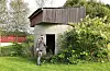 Graset blei handtert i mange omgangar; først var det å slå, deretter i hus for lagring, før daglege transportar til fjøs og dyr.