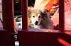 Hunden Bowie er med til sjøs. FOTO: THOMAS VALLESTAD DRAGESET