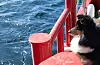 Hunden Ralphie ser utover sjøen. FOTO: THOMAS VALLESTAD DRAGESET