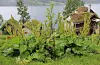 Rabarbra er eit kjent motiv i måleria til Nikolai Astrup. Han hadde om lag 100 rabarbraplanter i hagen sin. No er det rundt 30.