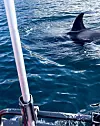 Steinar Våga og onkelen følgde roleg etter spekkhoggarane på veg ut fjorden og kom tett på.