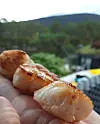 Kamskjel er ei delikatesse og er på sitt beste frå oktober til mars.
